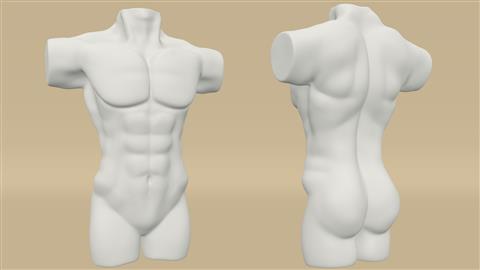 Male Torso